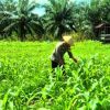 Kapolsek TPTM Pastikan Perawatan Jagung Ketahanan Pangan Berjalan Optimal