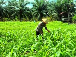 Kapolsek TPTM Pastikan Perawatan Jagung Ketahanan Pangan Berjalan Optimal
