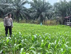 Polsek TPTM Cek Perkembangan Tanaman Jagung Program Ketahanan Pangan 