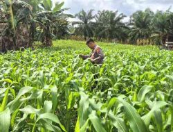 Polsek TPTM Pantau Pertumbuhan Jagung Pipil Program Ketahanan Pangan