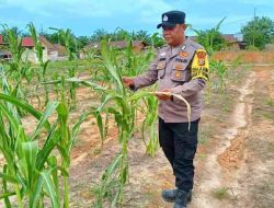 Polsek Pujud Cek Perkembangan Program Ketahanan Pangan Penanaman Jagung di Tanjung Medan