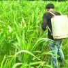 Polsek Tanah Putih Intensif Pantau dan Rawat Lahan Ketahanan Pangan, Jagung Tumbuh Subur