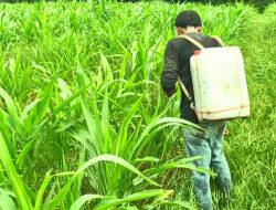 Polsek Tanah Putih Intensif Pantau dan Rawat Lahan Ketahanan Pangan, Jagung Tumbuh Subur