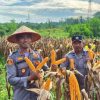 Polsek TPTM Gelar Panen Raya Jagung Kuartal II, Dukung Program Ketahanan Pangan Nasional