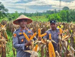 Polsek TPTM Gelar Panen Raya Jagung Kuartal II, Dukung Program Ketahanan Pangan Nasional