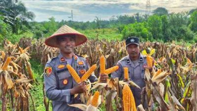 Polsek TPTM Gelar Panen Raya Jagung Kuartal II, Dukung Program Ketahanan Pangan Nasional