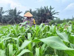 Polsek TPTM Cek Pertumbuhan Jagung Program Ketahanan Pangan di Tanah Putih Tanjung Melawan
