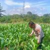 Polsek Tanah Putih Tanjung Melawan Cek Perkembangan Tanaman Jagung Program Ketahanan Pangan