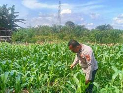 Polsek Tanah Putih Tanjung Melawan Cek Perkembangan Tanaman Jagung Program Ketahanan Pangan
