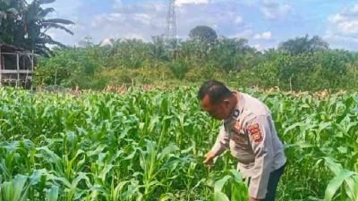 Polsek Tanah Putih Tanjung Melawan Cek Perkembangan Tanaman Jagung Program Ketahanan Pangan