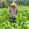 Polsek TPTM Pantau Pertumbuhan Jagung Program Ketahanan Pangan