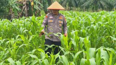 Polsek TPTM Pantau Pertumbuhan Jagung Program Ketahanan Pangan
