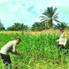 Polsek Bagan Sinembah Intensif Pantau Pertumbuhan Jagung Pipil, Dukung Program Ketahanan Pangan Nasional