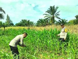 Polsek Bagan Sinembah Intensif Pantau Pertumbuhan Jagung Pipil, Dukung Program Ketahanan Pangan Nasional