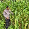 Polsek TPTM Cek Perkembangan Tanaman Jagung Program Ketahanan Pangan di Melayu Besar Kota