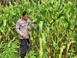Polsek TPTM Cek Perkembangan Tanaman Jagung Program Ketahanan Pangan di Melayu Besar Kota