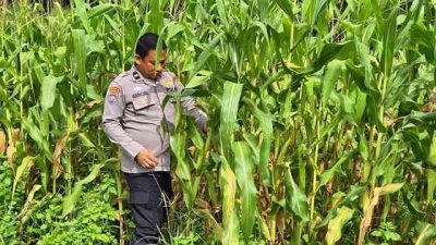 Polsek TPTM Cek Perkembangan Tanaman Jagung Program Ketahanan Pangan di Melayu Besar Kota