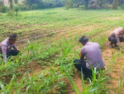 Polsek Bagan Sinembah Pantau Pertumbuhan Jagung, Dukung Program Ketahanan Pangan Nasional