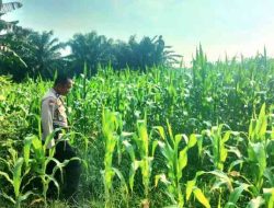 Polsek TPTM Intensif Pantau Pertumbuhan Jagung Program Ketahanan Pangan
