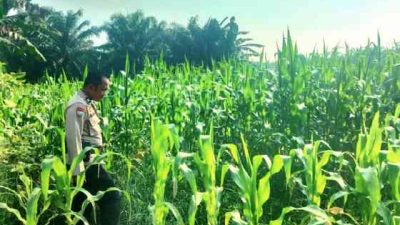 Polsek TPTM Intensif Pantau Pertumbuhan Jagung Program Ketahanan Pangan