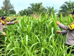 Polsek Bagan Sinembah Intensif Pantau Pertumbuhan Jagung, Perkuat Program Ketahanan Pangan Nasional