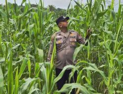 Polsek TPTM Cek Perkembangan Tanaman Jagung Program Ketahanan Pangan