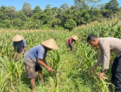 Tunjukkan Pertumbuhan Positif, Polri dan Desa Kolaborasi Lahan Jagung Pilpil di Rambah Baru
