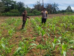 Polsek Dampingi Gelora Swasembada Pengembangan Pangan Jagung Pipil di Rambah Samo