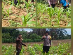 Aipda Gondo, Polisi Cinta Petani Turun Langsung Pantau Jagung Warga di Rambah Samo