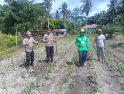 Polisi Cinta Petani, Polsek Kunto Darussalam Kawal Pertumbuhan Jagung Hibrida di Pasir Luhur