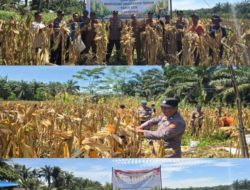 Komitmen Pertegas Ketahanan Pangan, Polsek Bonai Darussalam Sukses Panen 1,5 Ton Jagung