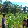 Polsek Rambah Samo Wujudkan Polisi Cinta Petani, dan Dukung Swasembada Pangan di Desa Teluk Aur