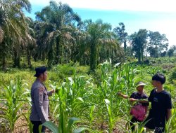 Polsek Rambah Samo Wujudkan Polisi Cinta Petani, dan Dukung Swasembada Pangan di Desa Teluk Aur