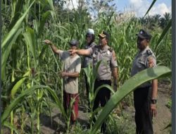 Dukung Ketahanan pangan, Kapolsek Ujungbatu Kompol Jusup Purba SH MH Turun Langsung Siram Jagung Binaan Polri