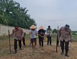 Kapolsek Ujungbatu Dampingi Petani Tanam Jagung 1 Hektar di RK Harapan Kelurahan Ujungbatu