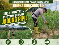 Bhabinkamtibmas Polsek Rantau Kopar Cek & Kontrol Perkembangan Tanaman Jagung Pipil