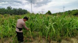 Bhabinkamtibmas Kel. Rantau Kopar Cek Ketahanan pangan jagung pipil