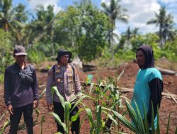 Kapolsek Panipahan Cek Perkembangan Jagung Pipil Bersama Warga.