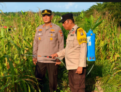 Polsek Pujud Laksanakan Perawatan Tanaman Jagung Program Ketahanan Pangan di Pondok Kresek