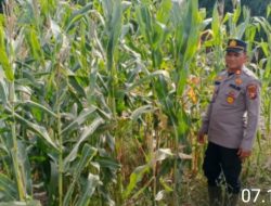 Kapolek Panipahan Pimpin Langsung Pengecekan Tanaman Jagung Pipil