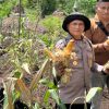 Kapolsek Panipahan IPTU Subiarto Turun Langsung Panen Jagung, Wujud Nyata Dukung Ketahanan Pangan Nasional