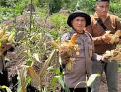 Kapolsek Panipahan IPTU Subiarto Turun Langsung Panen Jagung, Wujud Nyata Dukung Ketahanan Pangan Nasional