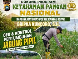 Bhabinkamtibmas Polsek Rantau Kopar Cek & Kontrol Perkembangan Tanaman Jagung Pipil