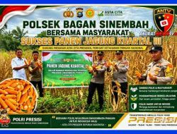 Polsek Bagan Sinembah Bersama Masyarakat Sukses Panen Jagung Kuartal III