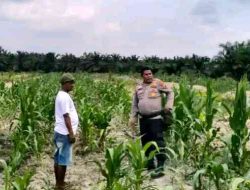 Polsek Tanah Putih Cek Program Ketahanan Pangan, Pastikan Tanaman Jagung Berkembang Dengan Baik