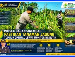 Polsek Bagan Sinembah Pastikan Tanaman Jagung Tumbuh Optimal Lewat Monitoring Rutin 