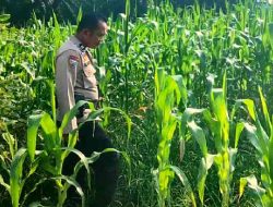 Polsek TPTM Pastikan Tanaman Jagung Tumbuh Optimal