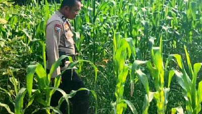 Polsek TPTM Pastikan Tanaman Jagung Tumbuh Optimal