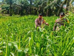 Polsek Bagan Sinembah Intensifkan Monitoring Jagung untuk Dukung Ketahanan Pangan