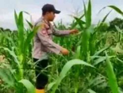 Polsek Rantau Kopar Pantau Jagung Pipil Warga, Perkuat Program Ketahanan Pangan Nasional